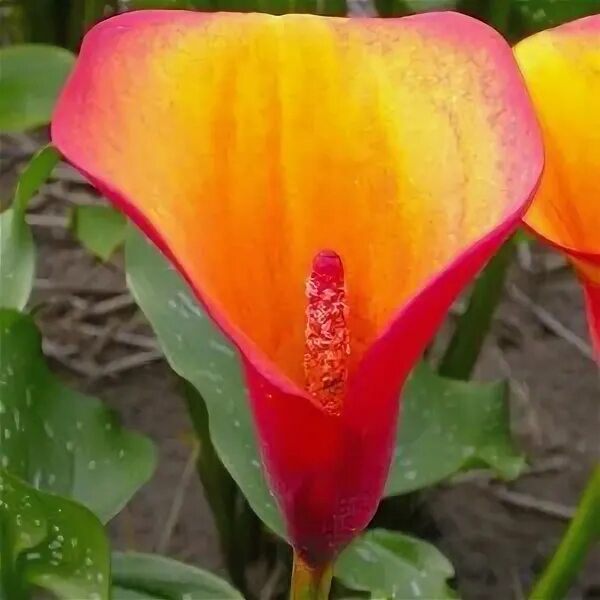 Калла морнинг Сан. Zantedeschia Flame Калла. Калла морнинг Сан (Zantedeschia morning Sun)-. Калла Каптейн Лидо. Калла флейм