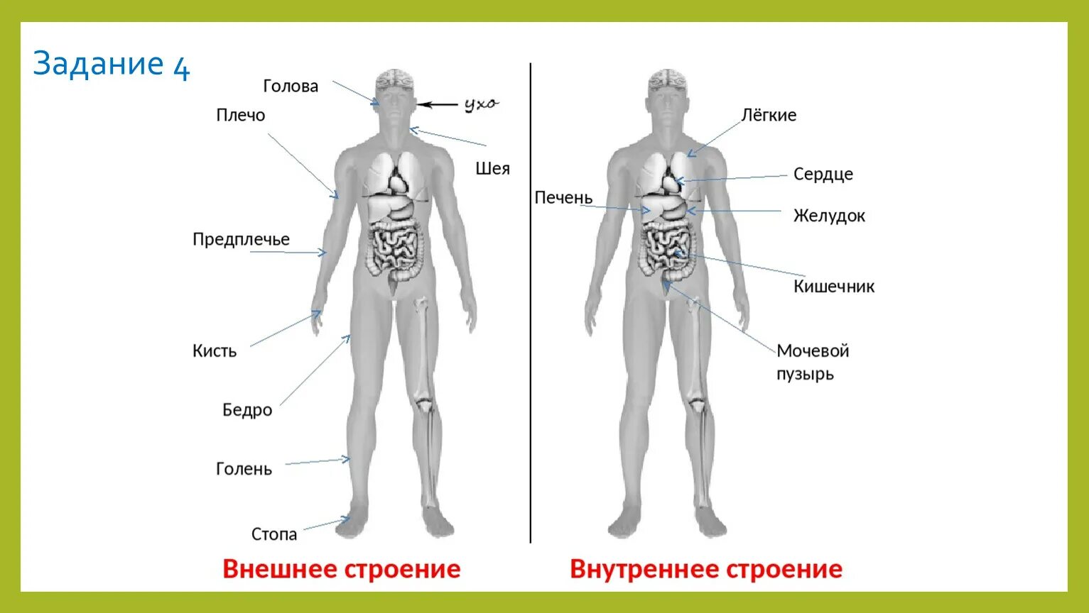 Голень у человека где находится 4 класс. Части тела человека окружающий мир ВПР 4. Тело человека органы 4 класс ВПР. Строение тела человека ВПР 4. Части тела человека ВПР 4 класс.