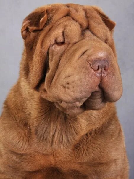 Как выглядит собака породы шарпей Pin by Mª Angeles on "Animales" Cute dogs, Baby animals, Cute baby animals