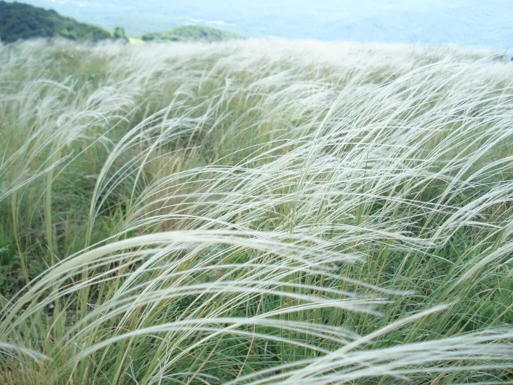 Ковыль почва. Ковыль волосатик Stipa capillata. Ковыль волосатик (Тырса). Ковыль Байкальский. Stipa capillata l. ковыль волосатик.