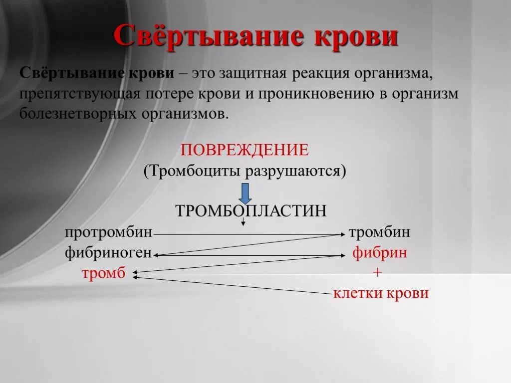 Протромбин тромбопластин тромбин фибриноген. Тромбин свертывание крови. Свертывание крови это защитная реакция организма.