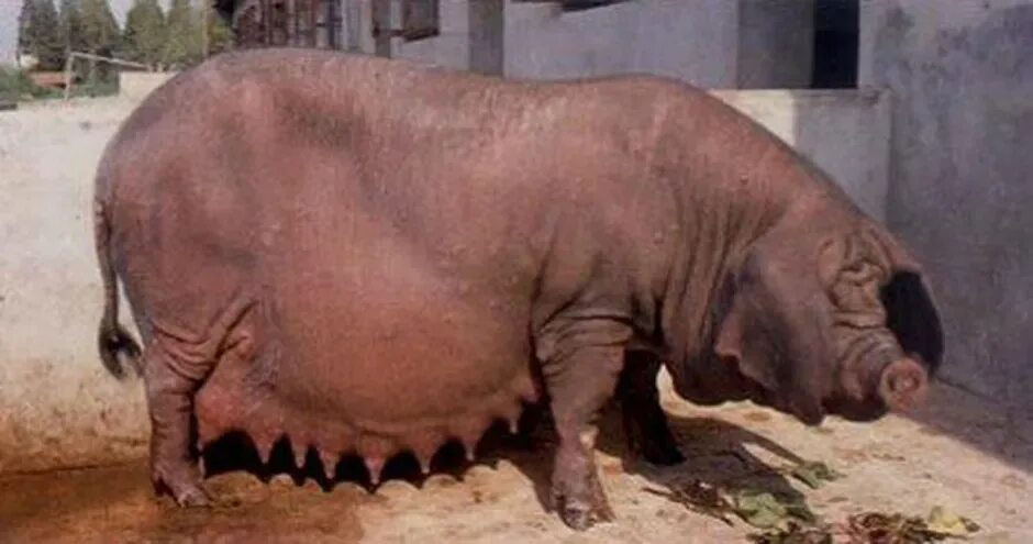 Showing pigs. Showing pigs. Showing pigs. Поросячьи гонки. Три свиньи.