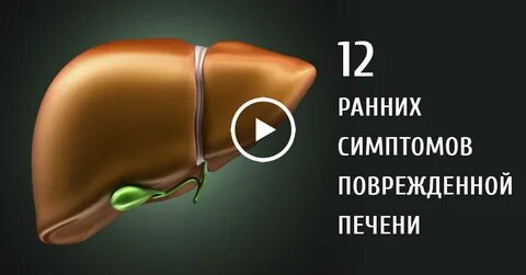 Стенки печени