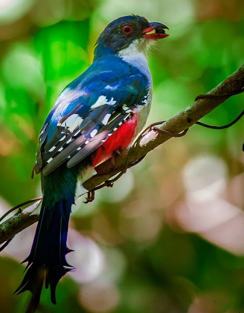 кубинский трогон. национальная птица кубы. национальная птица кубы. трогон птица. кубинский трогон национальная птица кубы.