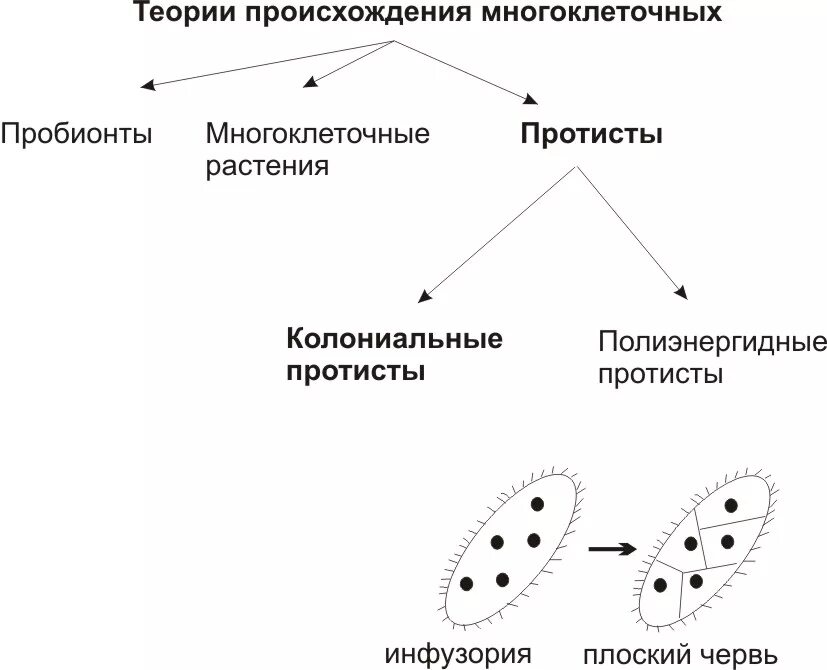 Колониальные гипотезы происхождения многоклеточных организмов. Гипотезы возникновения многоклеточных организмов. Гипотезы происхождения многоклеточных животных. Теории возникновения многоклеточности. Объяснить появление многоклеточности