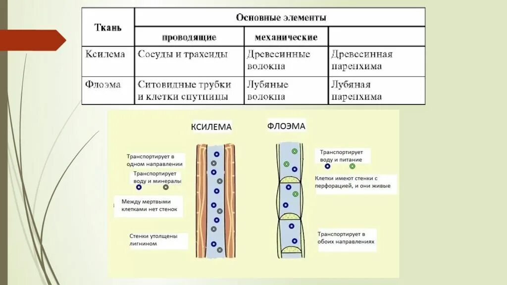 Транспорт органических веществ какая ткань. Ситовидные трубки Ксилема растений. Флоэма ткани растений. Проводящая ткань Ксилема и флоэма. Проводящие ткани растений ситовидные трубки Ксилема.