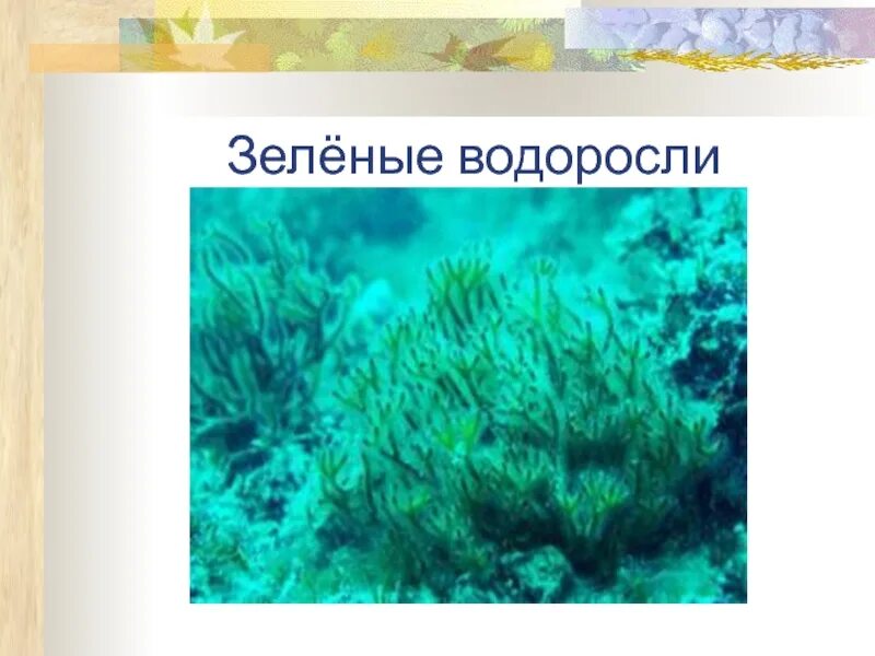 Водоросли главные