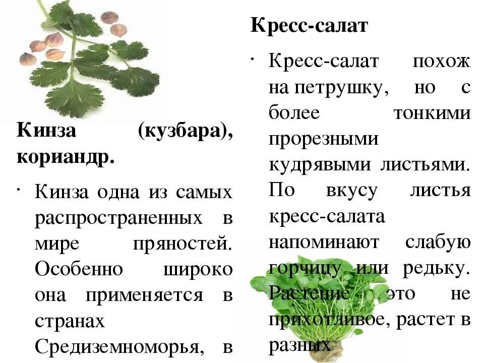 Кориандр (кинза). Кориандр и кинза это одно. Салат похожий на петрушку. Кориандр описание растения.