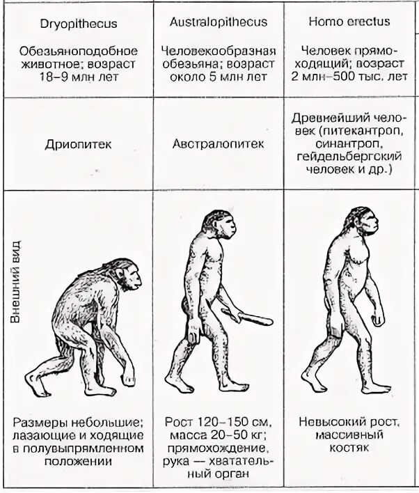 Этапы антропогенеза предшественники человека. Основные этапы антропогенеза. Этапы происхождения человека. Схема происхождения и эволюции человека. Основные этапы эволюции рода человек.