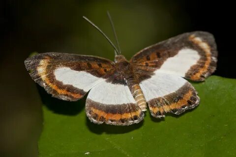 Synargis gela (female) Butterfly, Beautiful butterflies, White butterfly