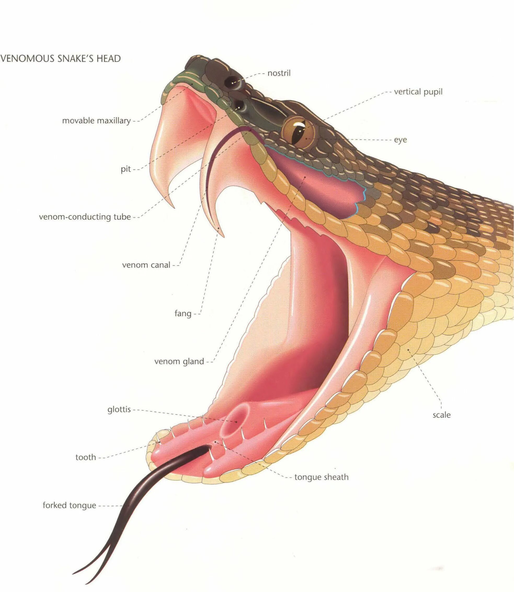 Во сколько открывают рот. Строение ядовитых зубов у змей. Строение анаконды.