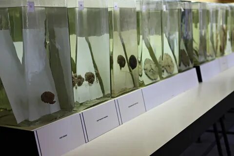 Анатомический эрмитаж