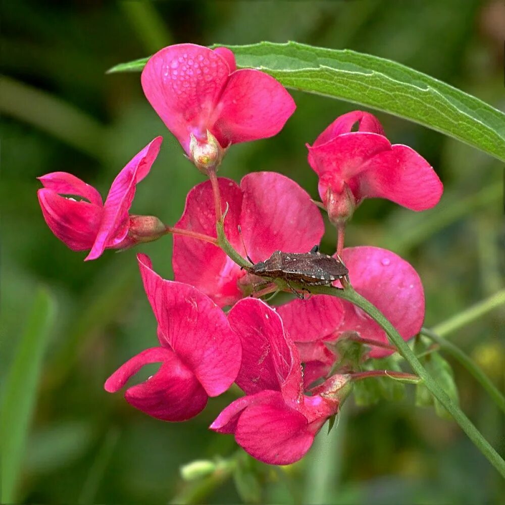 Чина ю. Lathyrus litvinovii. Чина (Lathyrus). Чина клубненосная Lathyrus tuberosus. Чина Литвинова.