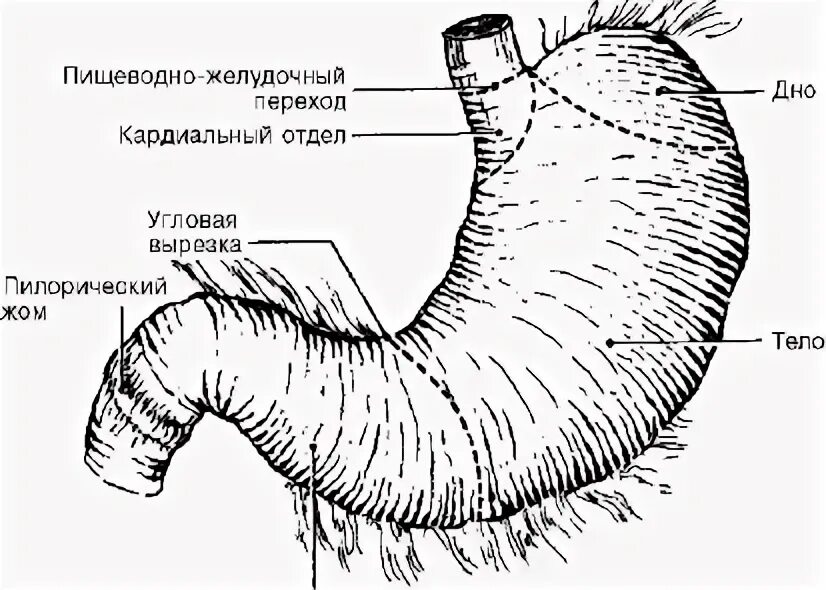 На каком рисунке изображен желудок