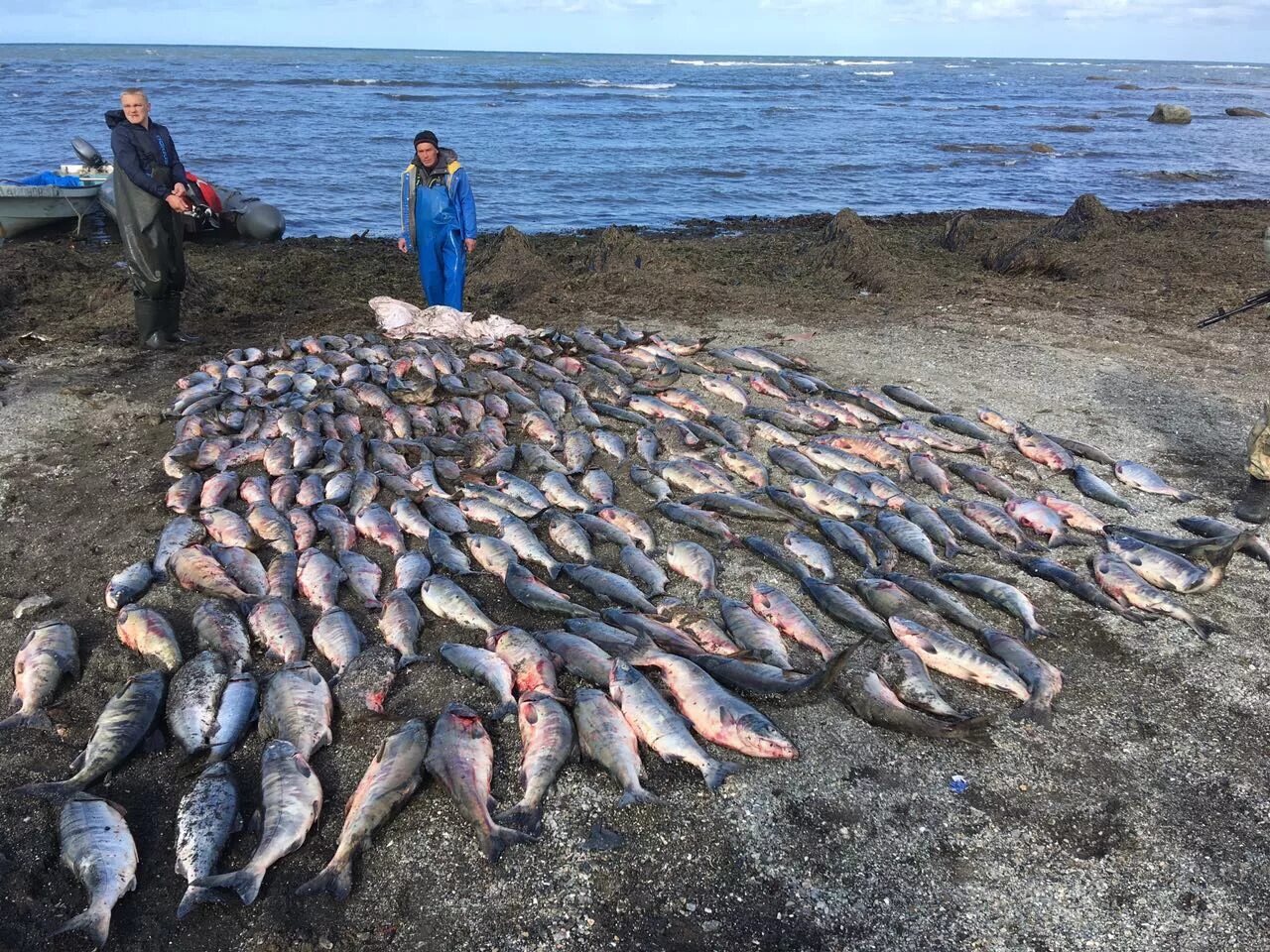 Охотское море рыболовство. Браконьерство Охотское море. Браконьерство на Сахалине.