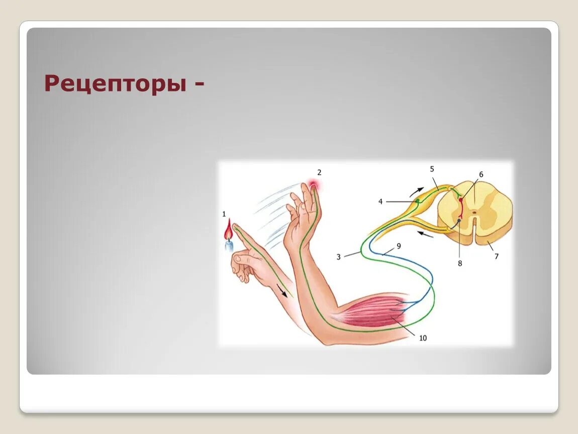 Шартты рефлекс. Рефлекс. Рефлекс (биология). Рефлексы презентация. Рефлекс доғасы дегеніміз не.