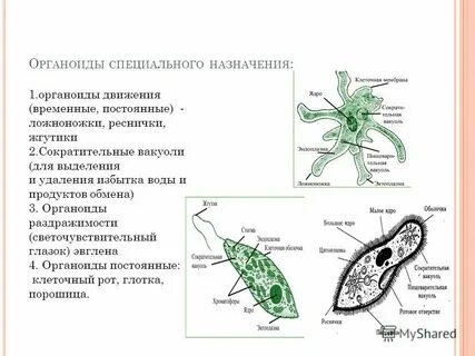 Способы движения простейших