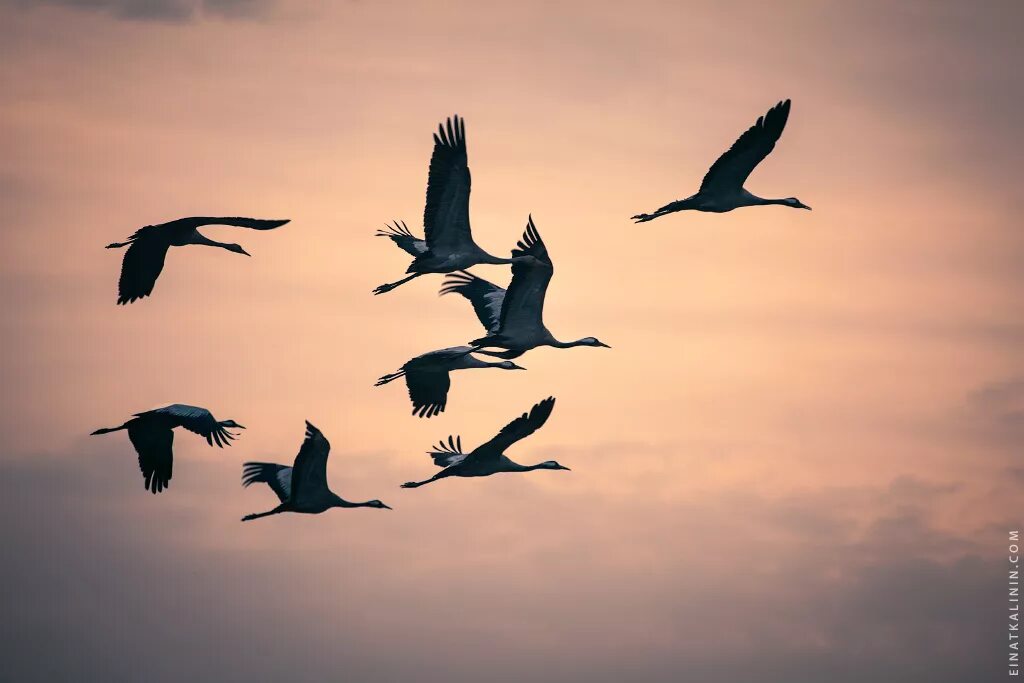 журавлиный клин церковь. клин журавлей. клин журавлей. соколов микитов улетают журавли. журавлиный клин храм.