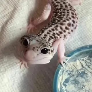 Эублефар игрушка