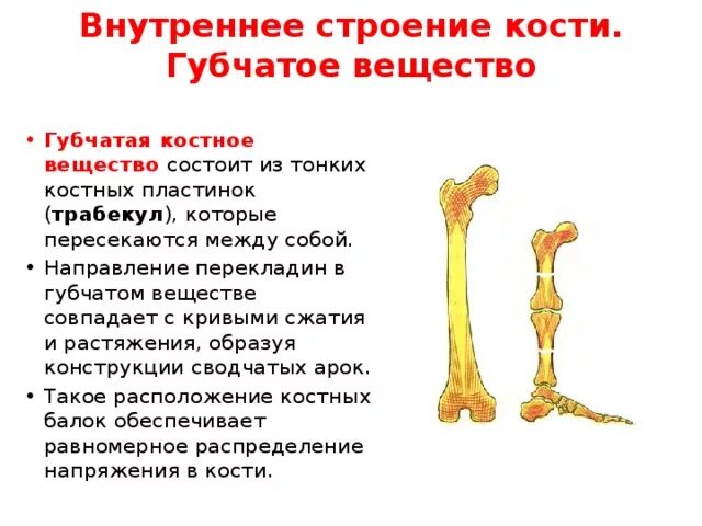 Строение губчатого вещества кости. Внутреннее строение кости. Строение губчатых костей. Кость губчатое вещество.