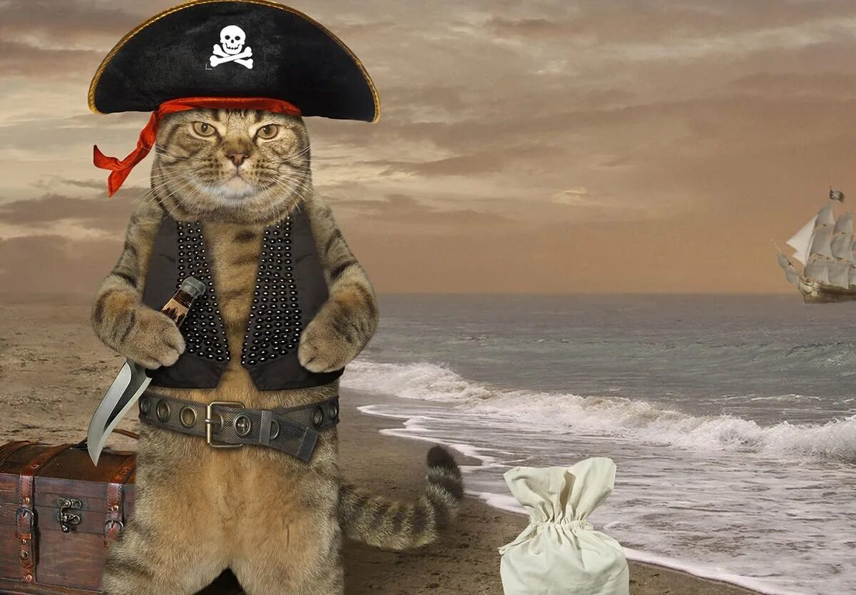 Кот в костюме пирата. Котики в пиратском костюме. Котик пират. Пиратский кот. Кошка пиратка.