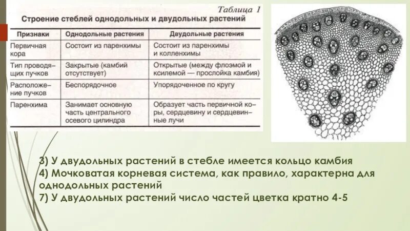 Проводящий пучок однодольного растения. Схемы строения стеблей однодольных и двудольных растений. Строение проводящих тканей у двудольных растений. Строение стебля однодольных и двудольных растений. Строение стебля однодольного растения.