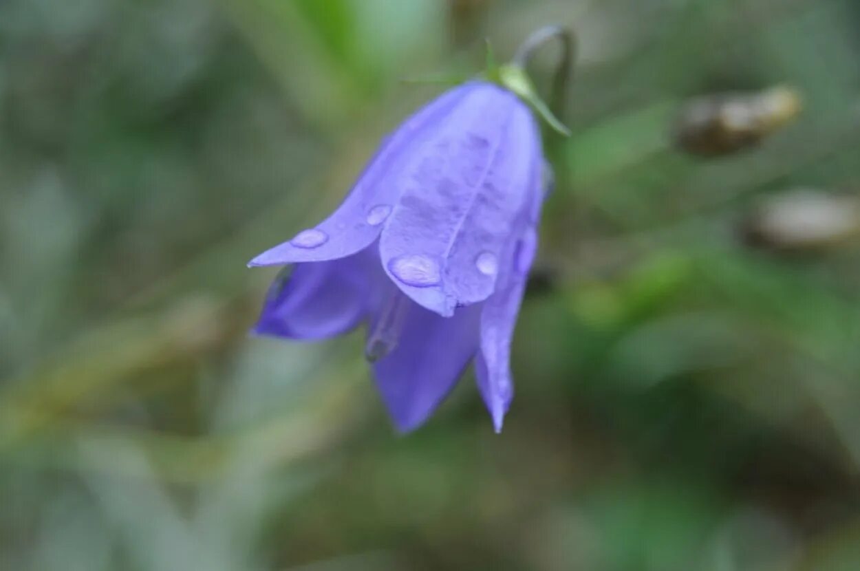 Вход колокольчик. Колокольчик Болонский Campanula Bononiensis. Пиренейский колокольчик. Колокольчик Луговой фото. Колокольчики Приморья.