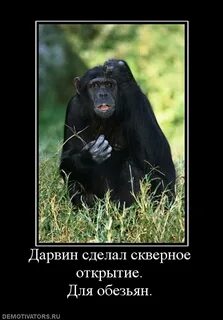 Обезьяна со словами