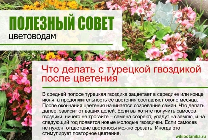 Нужно ли обрезать гвоздику. Гвоздика турецкая сроки цветения. Что делать с турецкой гвоздикой после цветения. Обрезка турецкой гвоздики после цветения. Турецкая гвоздика растение.