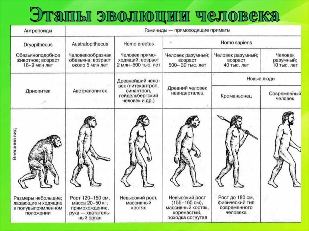 Этапы эволюции человека. Развитие человека этапы эволюции. Ступени развития человека. Эволюция предков человека.