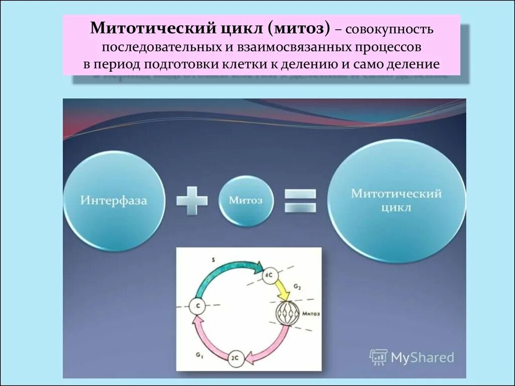 Деление клетки митотический цикл. Последовательность фаз митотического цикла. Митотический цикл интерфаза митоз. Митотический циклм ТОЗ. Периоды митотического цикла.