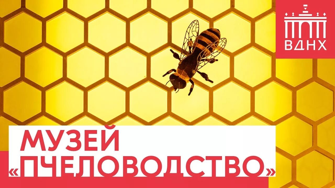 Пчеловодство вднх. Музей пчеловодства на вднх. павильон 28 пчеловодство на вднх. музей меда вднх. магазин пчеловодства вднх.