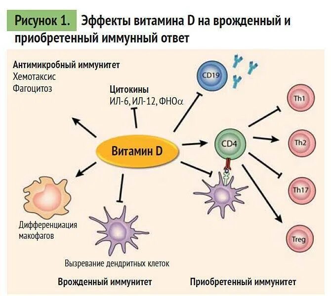 Приобретенный иммунитет схема иммунного ответа. Клетки иммунной системы схема. Витамин д для иммунной системы. Витамин д влияние на иммунитет.