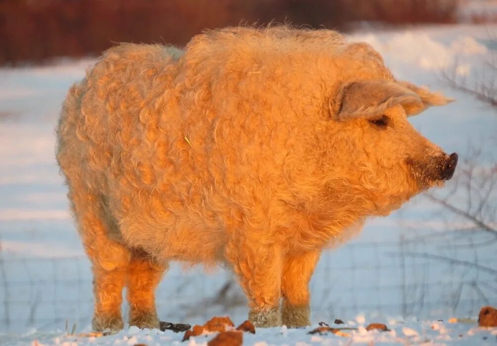 венгерская свинья мангалица. шерстяная свинья. шерстяные хрюшки. венгерская свинья мангалица поросята. порода свиней венгерская мангалица.