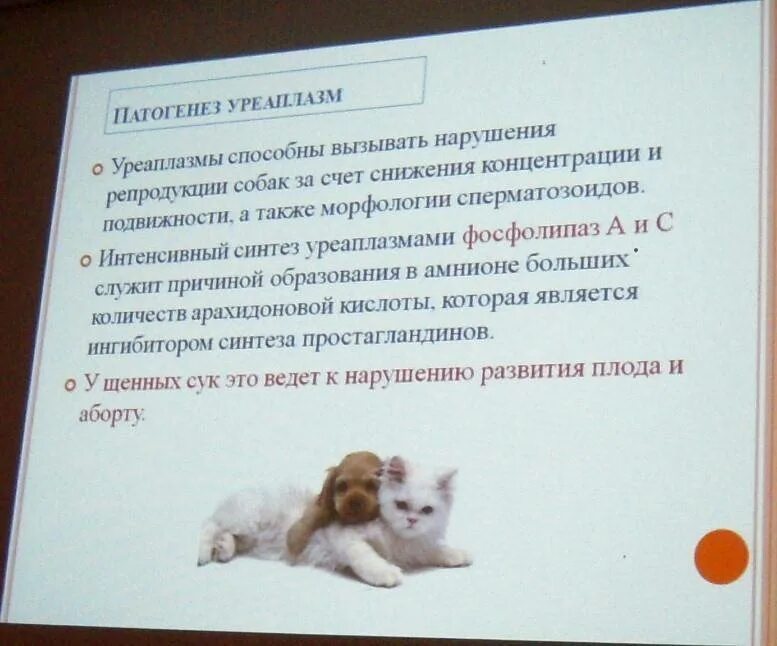 Микоплазма у собак