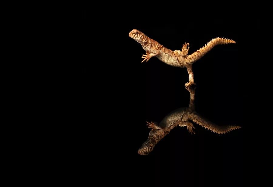 Танцующая ящерица. Лопастехвостый геккон. Летающий геккон. Танцующий геккон.