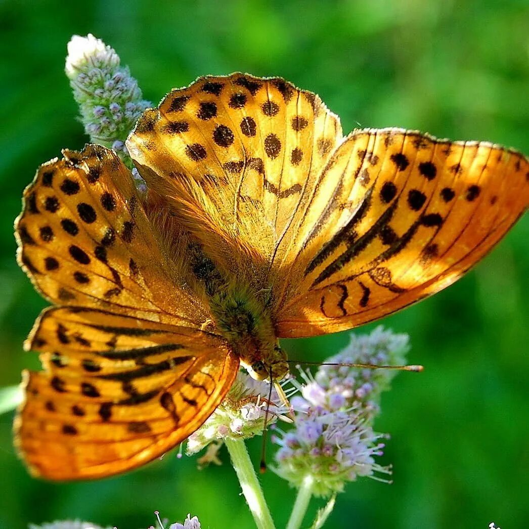 пестрая бабочка. бабочка плавац. пестрая бабочка. бражник перламутровка. пестрая бабочка.