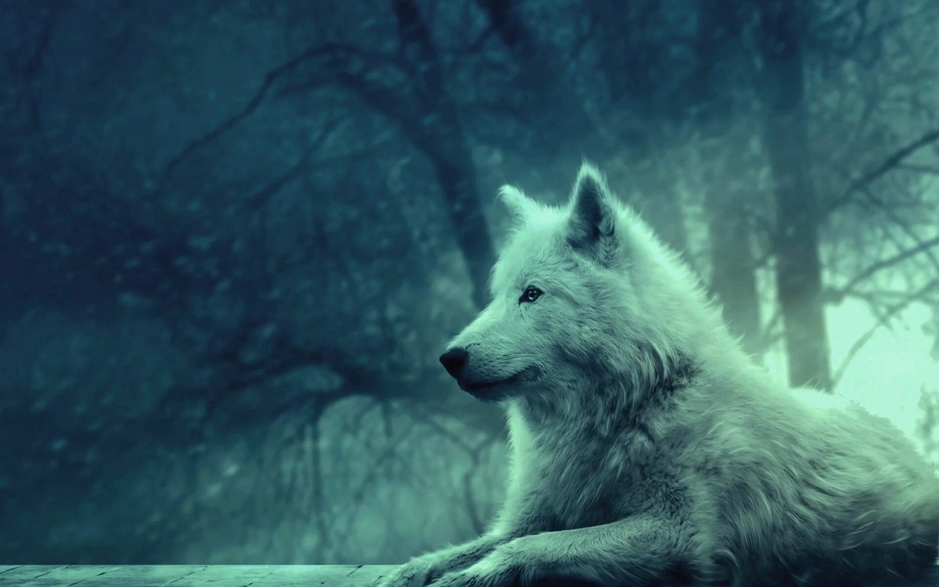 Волк новое слово. Волк. Белый волк. Одинокие волки. Красивый волк.