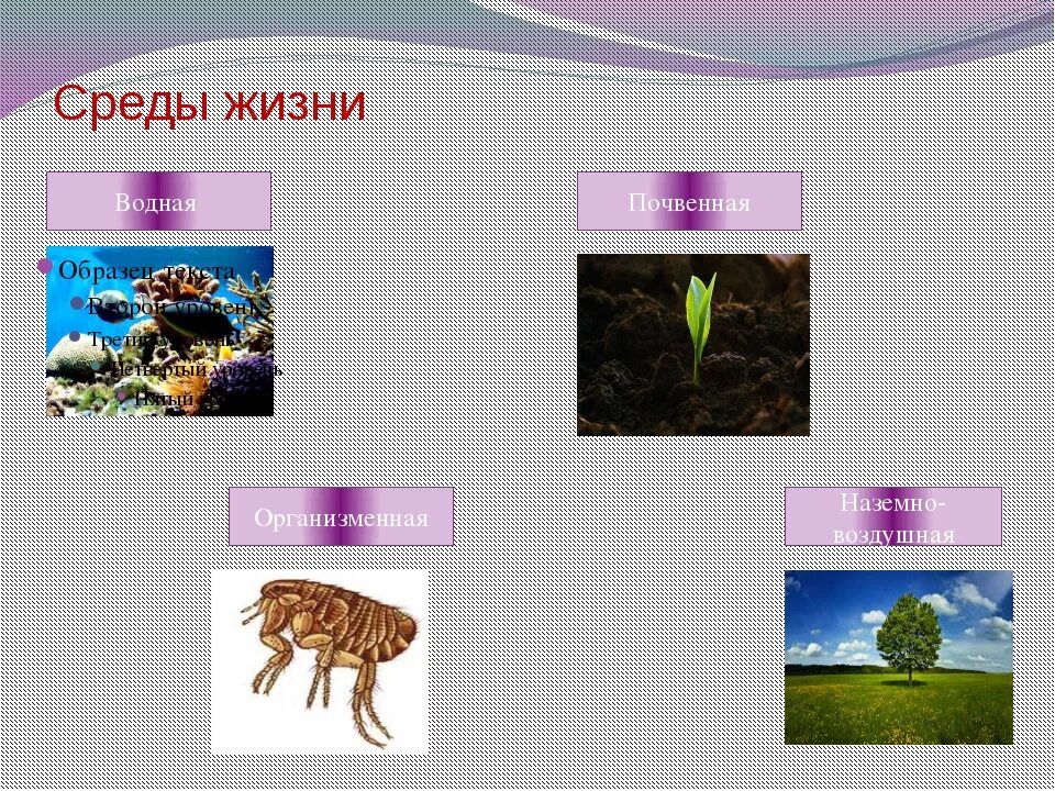 Наземно воздушная и почвенная среды жизни. Среды жизни организмов. Среды жизни примеры. Организменная среда жизни водная. Презентация среды жизни.