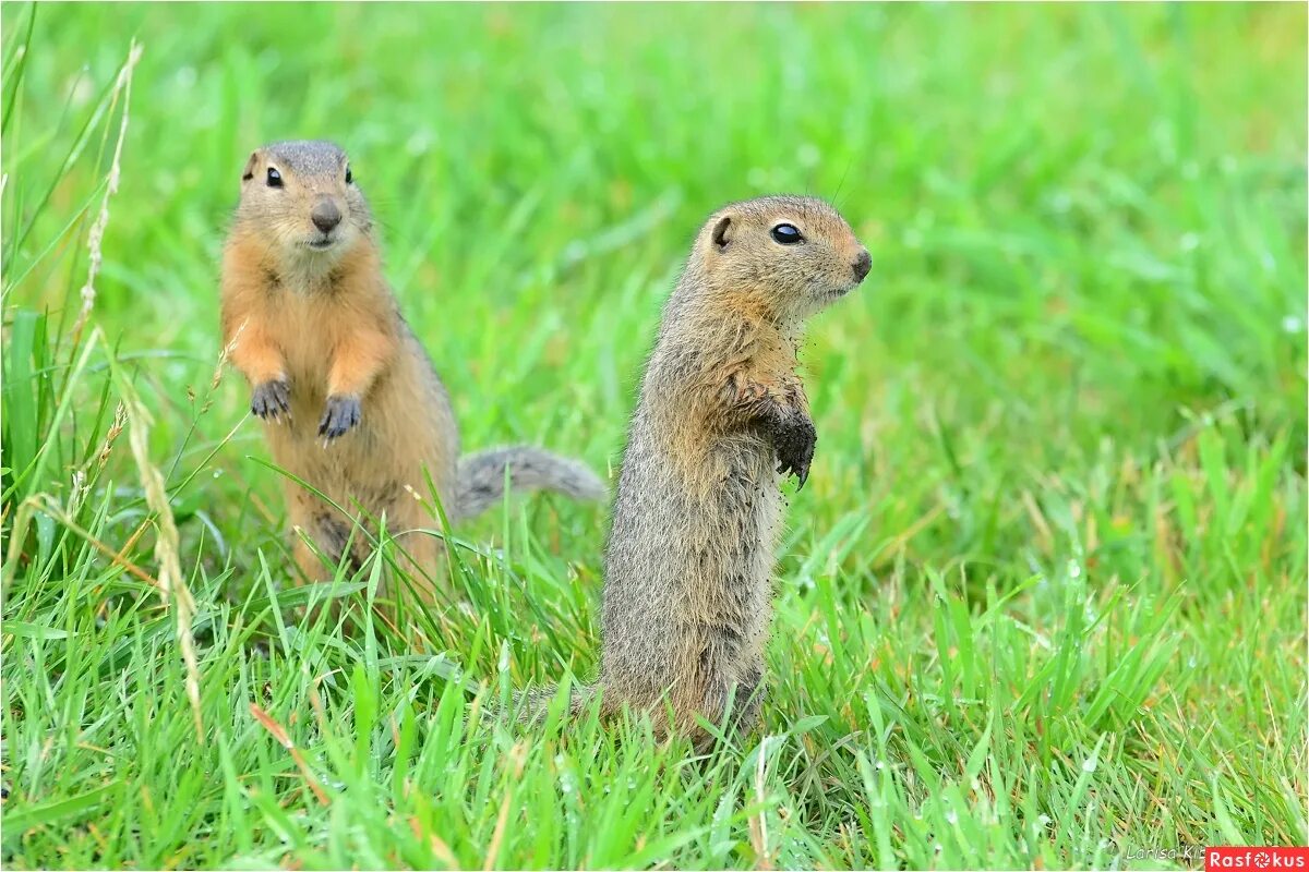европейский суслик (spermophilus citellus). название сусликов. название сусликов. европейский суслик (spermophilus citellus). суслик-песчаник желтый.