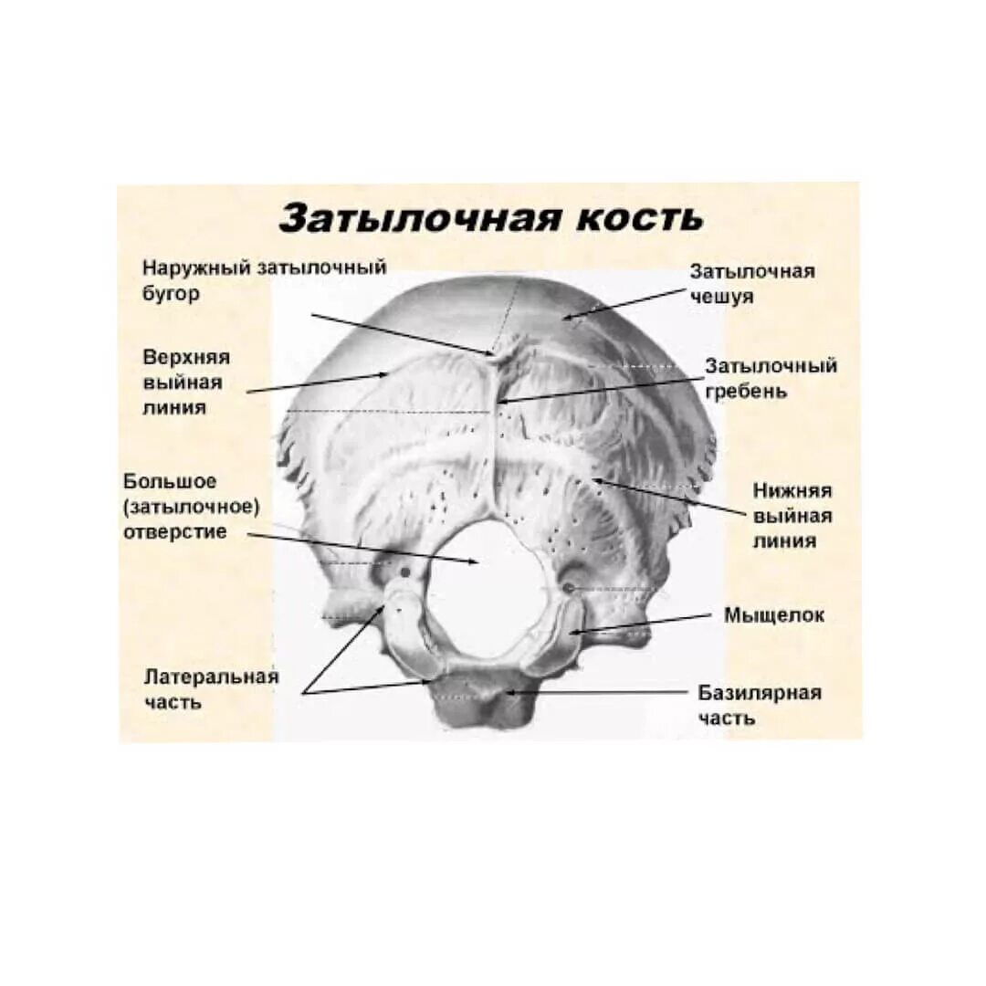 Затылочная кость черепа анатомия строение. Кости головы анатомия затылочная кость. Затылочная кость сбоку справа.