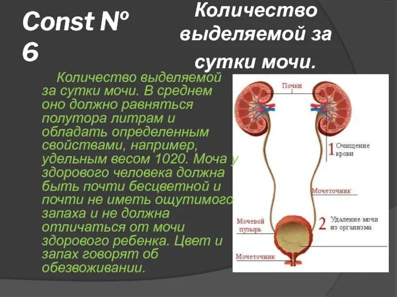 Сколько воды в почках. 12 Констант жизни и здоровья человека. 12 Констант здоровья. Сколько железа выделяет за сутки пузырь. 12 Констант простыми словами в жизни человека.