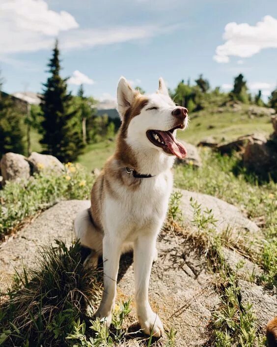 Хаски лето. Хаски летом. Сибирский хаски летом. Карелия хаски лето. Хаски летом.
