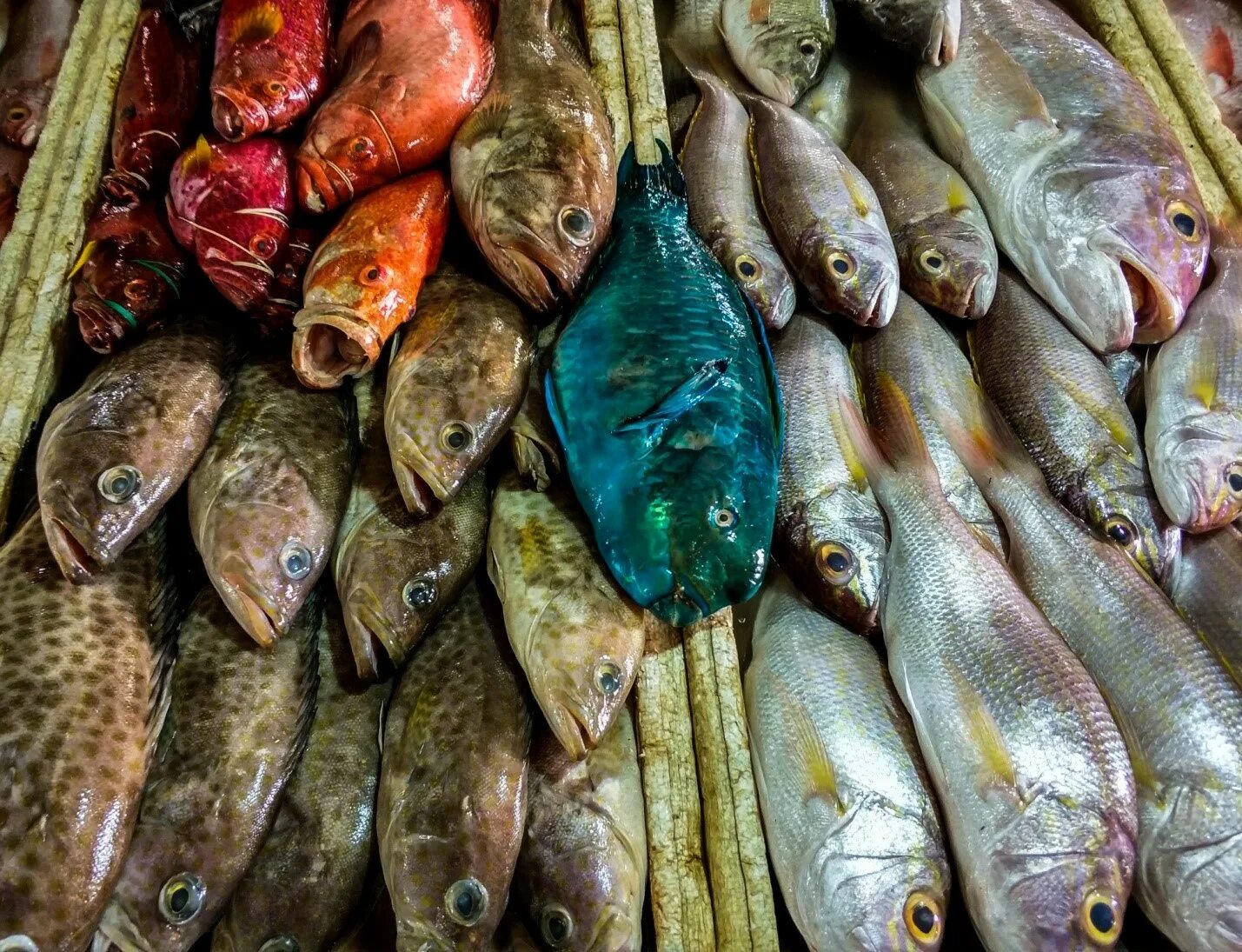 Где можно купить свежий рыба. Свежая рыба. Свежая рыба на рынке. Рыба с голубым мясом.