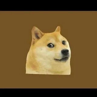 Авы доге