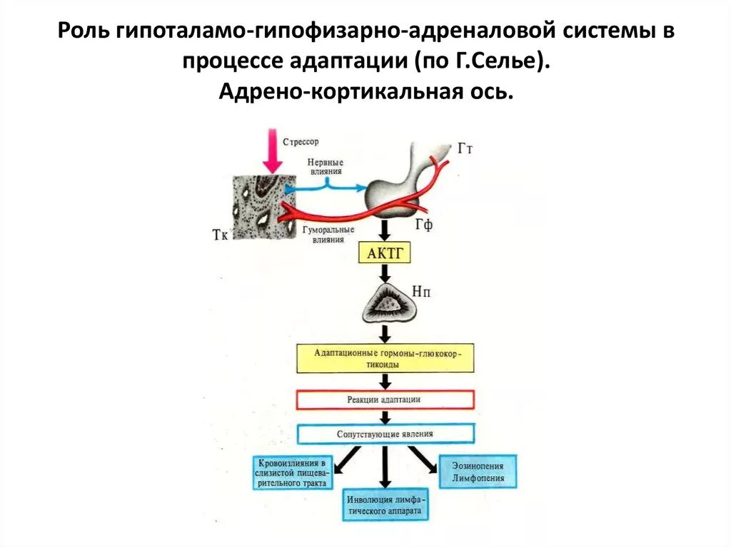 Регуляция функции гипоталамо-гипофизарно-надпочечниковой системы. Гипоталамо-гипофизарно-надпочечниковая система схема. Схема гипоталамо-гипофизарной надпочечниковой системы. Схема гипоталамо-гипофизарно-адренокортикотропной системы.