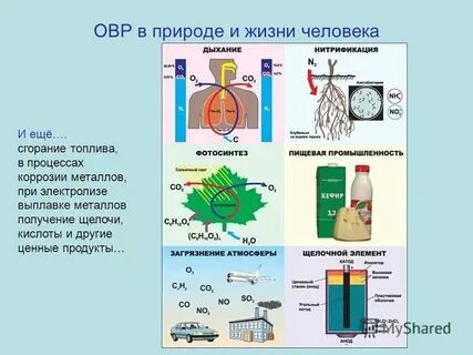 Какие химические реакции в организме человека