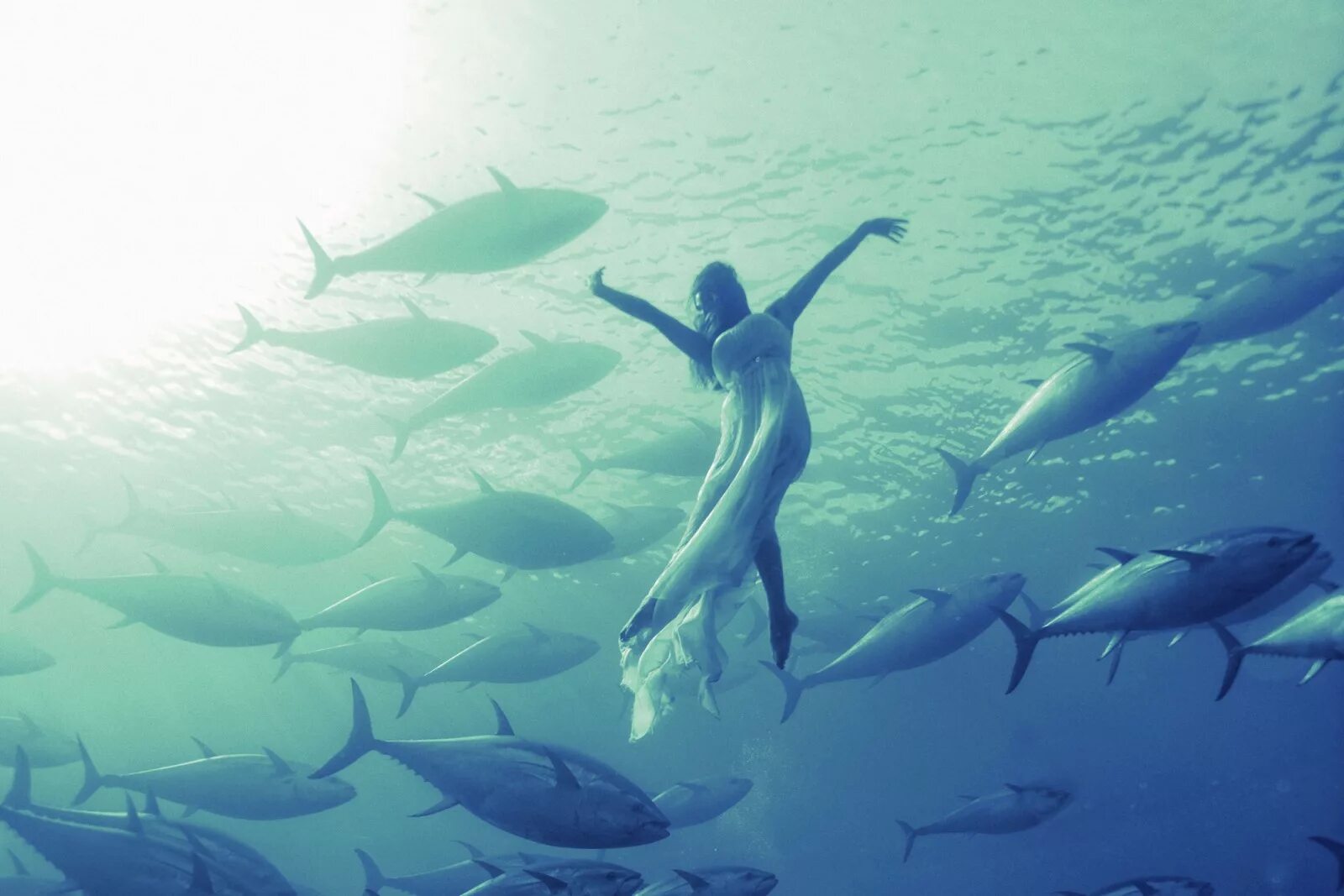 плавает на поверхности воды. рыбы в прозрачной воде. рыба плывет. рыбки большие. как плавает рыба.