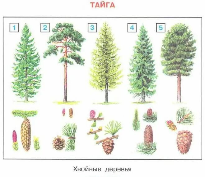 Ель пихта сосна кедр лиственница. Хвоинки дерева сосна Кедровая. Сосна Сибирская кедр гербарий. Хвойные деревья в тайге России.