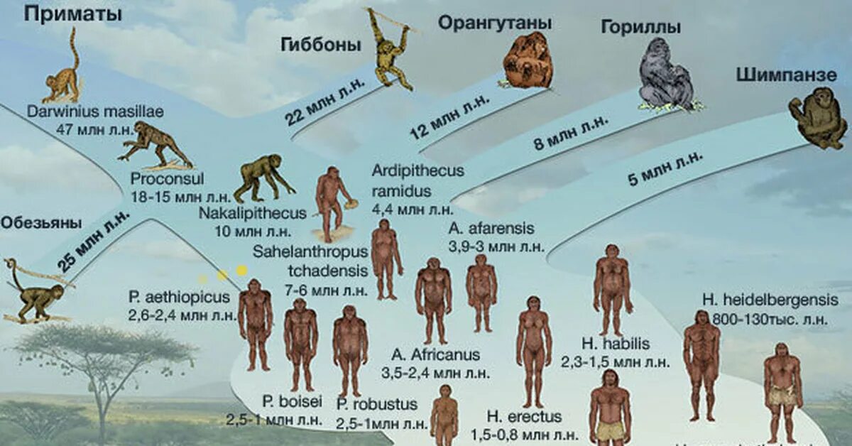 Сколько лет человечеству. Схема эволюции развития человека. Схема эволюционного развития человека разумного. Хомо сапиенс ветви эволюции. Происхождение человека хомо сапиенс Эволюция.